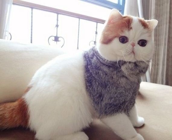 Fashionable Looks Worn By Snoopy The Cat